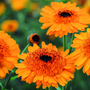 Calendula 'Crown Orange' - Kew Flowerhouse Collection Seeds