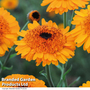 Calendula 'Crown Orange'- Kew Flowerhouse Seed Collection