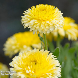 Calendula officinalis 'Double Lemon' - Seeds