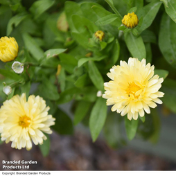 Calendula officinalis 'Double Lemon' - Seeds