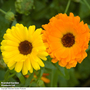Calendula officinalis 'Fiesta Gitana Mixed' - Seeds