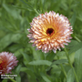 Calendula officinalis 'Pink Surprise' - Seeds