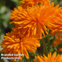 Calendula 'Porcupine Orange'