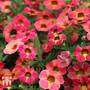 Calibrachoa Calita® 'Apricot Shades'