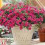 Calibrachoa 'Million Bells Fuchsia Pink'