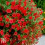 Calibrachoa 'Million Bells Scarlet Red'