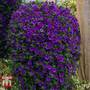 Calibrachoa 'Million Bells Blue'