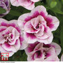 Calibrachoa Calita® Double Pink Bicolour'