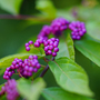 Callicarpa kwangtungensis