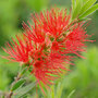 Callistemon 'Masotti Mini Red'