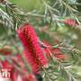 Callistemon linearis