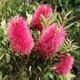 Callistemon 'Amarette'