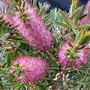 Callistemon 'Beeslebuzz Inn'