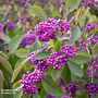 Callicarpa bodinieri 'Magical Deep Purple'