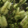 Callistemon 'Honey Pot'