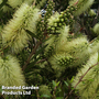 Callistemon 'Honey Pot'