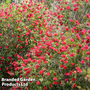 Callistemon 'Inferno'