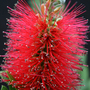 Callistemon 'Inferno'