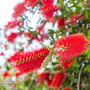 Callistemon laevis