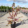 Callicarpa bodinieri 'Magical Purple Giant'