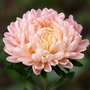 Callistephus 'Classic Salmon Rose' - Kew Flowerhouse Seed Collection