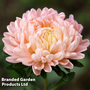 Callistephus 'Classic Salmon Rose' - Kew Flowerhouse Seed Collection