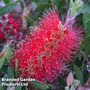 Callistemon citrinus Splendens 3Litre Pot x 1
