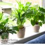 Calm Space Green Houseplant Mix in Decorative Wicker Basket