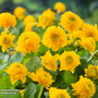 Caltha palustris 'Multiplex' (Marginal Aquatic)