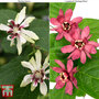 Calycanthus Duo