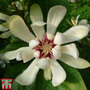 Calycanthus 'Venus'