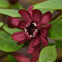 Calycanthus x raulstonii 'Hartlage Wine'