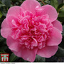 Nurseryman's Choice Camellia