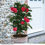 Camellia 'Blooming Wonder Red'