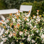 Camellia japonica 'Beauty Blush'