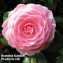 Camellia 'Blooming Wonder Pink'