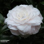 Camellia japonica 'Centifolia Alba'