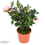 Camellia sasanqua 'Cleopatra'