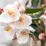 Camellia rosthorniana 'Cupido'