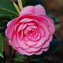 Camellia 'E G Waterhouse'