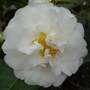 Camellia x williamsii 'E.T.R. Carlyon'