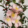 Camellia japonica 'Fairy Blush'