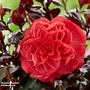 Camellia japonica 'Femme Fatale'