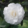 Camellia 'Golden Anniversary'