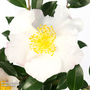 Camellia sasanqua 'Hino De Gumo'