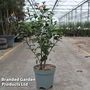 Camellia japonica