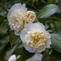 Camellia japonica Jury's Yellow