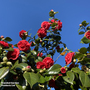 Camellia japonica 'Lady Campbell'