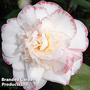 Camellia 'Margaret Davis'