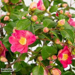 Camellia japonica 'Winter Perfume Pink'